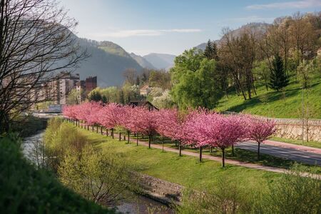 Japonske češnje nas spet razveseljujejo